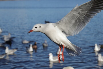 Fototapeta premium ゆりかもめ