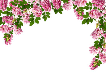 Spring or summer flower corner arrangement. Frame of young leaves and pink acacia flowers Isolated on white background. Design element for creating collage or designs, postcards, invitations.