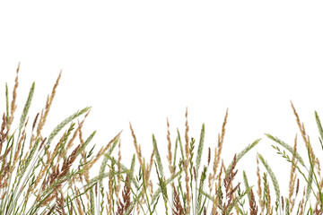 Meadow grass border with spikelets isolated on white background. Meadow grass frame. Dry meadow grass with fluffy spikelets. Overlay background.