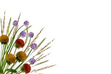 Summer floral corner arrangement. Gaillardia flower without petals, flowering onion and spikelets isolated on white. Overlay background.
