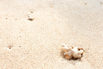 One white piece of coral on beige Beach Sand, nature view outdoors, natural summer sandy background with empty space, minimal nature beauty, neutral colors, calm and relahation concept