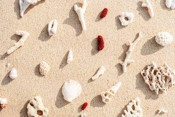 Assorted Seashells and corals on Beige Beach Sand, nature flat lay from shells and white and red coral pieces on natural sandy background, minimal creative pattern, neutral trend tones, above view