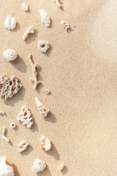 Seashells and corals on sandy beach. Trend minimal photo at sunlight. Summer vacation concept, beach mood. Nautical design. Top view nature aesthetics still life composition. Neutral pastel tones