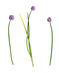 Botanical Collection. Set of onion flowers isolated on white background. Set for creating floral...