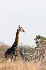 A photo of giraffe