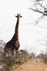 A photo of giraffe