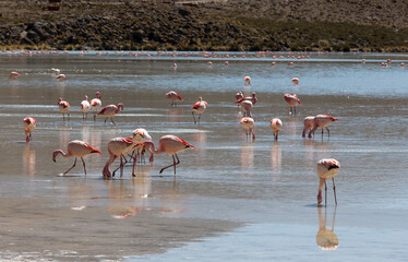 A photo of flamingo birds in lagoon