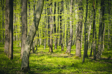 A picturesque forest with fresh greenery in the morning sunlight.