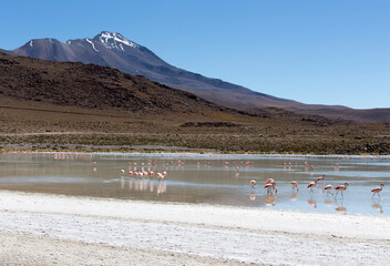 A photo of flamingo birds in lagoon