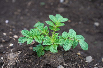 Eco veg growing 