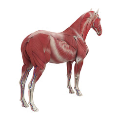 Horse Anatomy Muscular System - 766246951