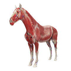 Horse Anatomy Muscular System - 766246984