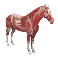 Horse Anatomy Muscular System - 766247398