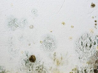 Mould and fungus growth on white wall