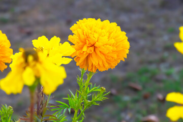 Yellow flower in the garden
