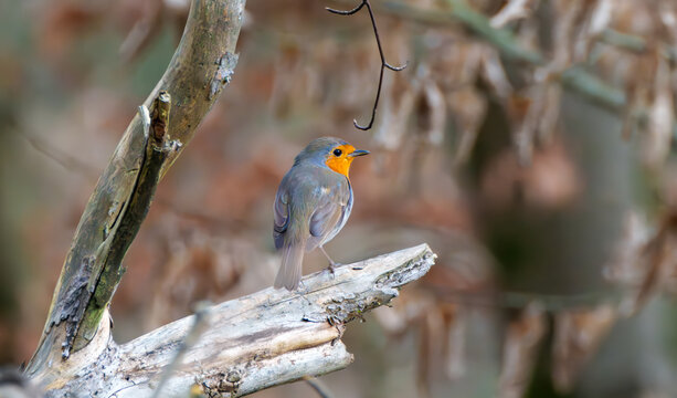 Close-up image of a European robin, known simply as the robin or robin redbreast