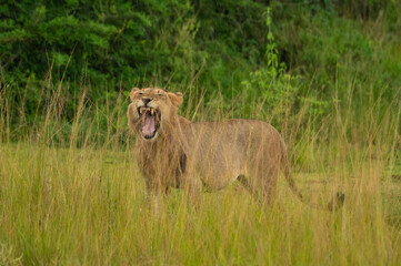 Weibliche Löwin im Akagera Nationalpark in Ruanda, Afrika