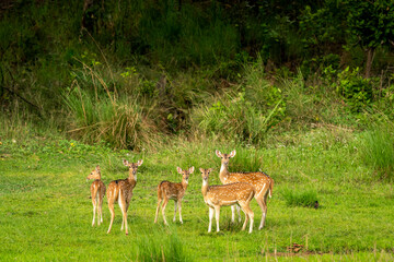 wild spotted deer or chital or axis deer family or herd or group alert curious face expression in natural scenic green background at bandhavgarh national park forest tiger reserve madhya pradesh india - 766252390