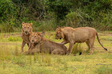 Löwen Familie im Akagera Nationalpark in Ruanda, Afrika
