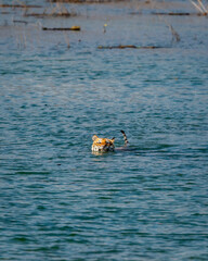 wild female bengal tiger or tigress or panthera tigris float crossing or swimming in ramganga river blue water after retreat in territorial fight at dhikala jim corbett national park uttarakhand india - 766252554