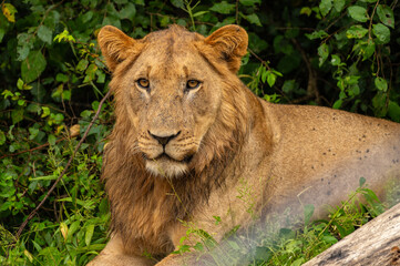 Männlicher Löwe im Akagera Nationalpark in Ruanda, Afrika