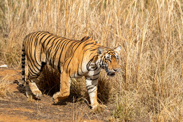 wild female bengal tiger or panthera tigris or tigress side profile walking in her territory in dry hot summer season safari at ranthambore national park forest reserve rajasthan india asia