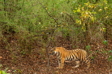 Naklejka na ściany i meble indian wild female tiger or tigress side profile in bamboo jungle or natural scenic green forest on territory stroll in summer season safari at bandhavgarh national park reserve madhya pradesh india