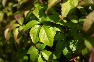 Fototapeta na wymiar Green raspberry leaf. Plant in the garden. Green leaves in summer.
