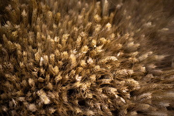 Wheat texture. Dry cereals. Background from ears of corn.
