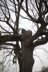 An old oak. Big oak tree in the park. Broken tree trunk.