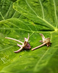 Obraz premium Flower on a taro leaf