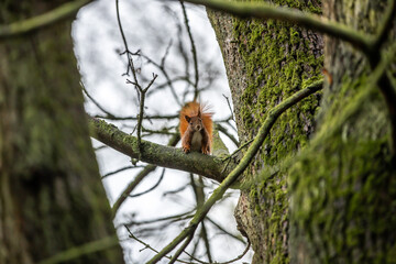 Kleines Eichhörnchen im Baum blickt direkt in die Kamera