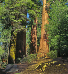 Giant Sequoia Trees In Sequoia National Park, California, USA