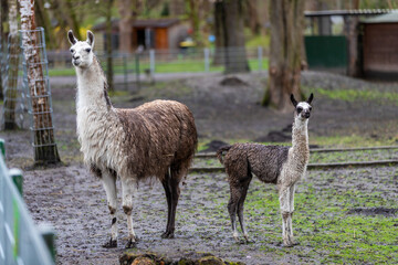Fototapeta premium Alpaka mit Jungtier im Zoo