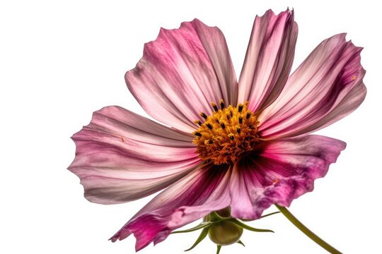 Pink cosmos flower. A white background isolates the cosmos flower. Close view. High-resolution image.