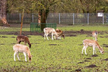 Viele Rehe in einem Wildpark beim grasen
