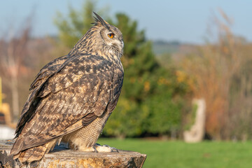 Large eagle owl posing for a high res pictures