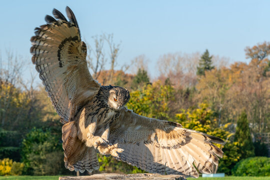 Large eagle owl posing for a high res pictures
