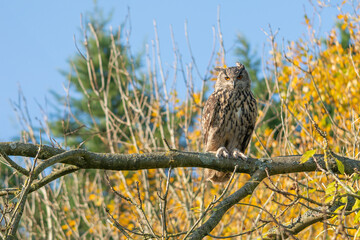 Large eagle owl posing for a high res pictures