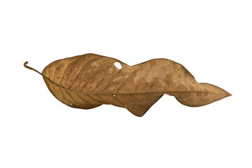 Tropical dry leaves set isolated on white.