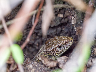 weibliche Zauneidechse (Lacerta agilis)