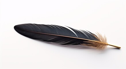 a black and brown feather
