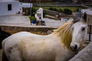 Noble White Horse by Stone Walls