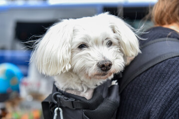 Portrait of a cute white Chinese Crested dog looking out from a backpack.