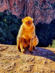 Golden-Hued Monkey Sitting on Rocky Outcrop Overlooking Canyon at Sunset
