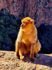 Golden-Hued Monkey Sitting on Rocky Outcrop Overlooking Canyon at Sunset