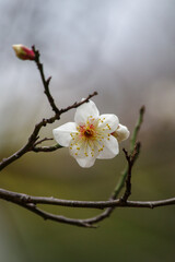 東京赤坂にある氷川神社の1月早咲き梅