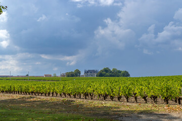 Obraz premium Vineyards near Margaux (Chateau Margaux), Bordeaux, Aquitaine, France