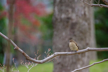 東京ミッドタウンにいるジョウビタキ