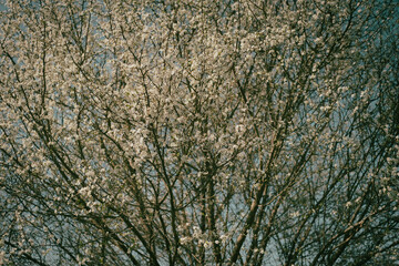 Village de saint-Sauveur-en-Puisaye, village de Colette l'écrivaine, Bourgogne, France